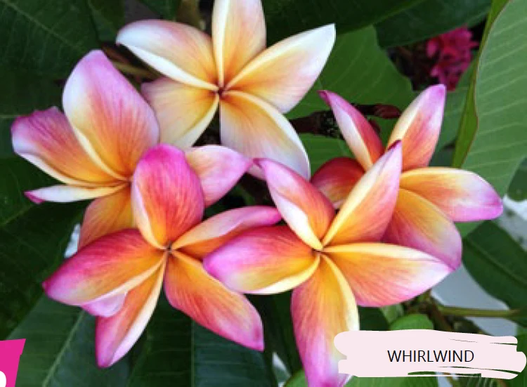 Plumeria - Whirlwind - PLANTE!