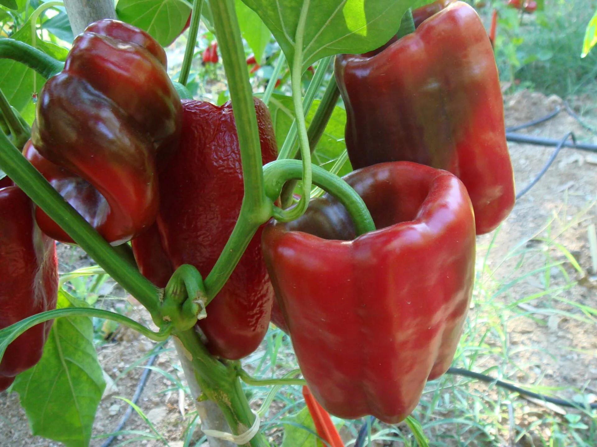 Poblano (Ancho) - Friske frugter