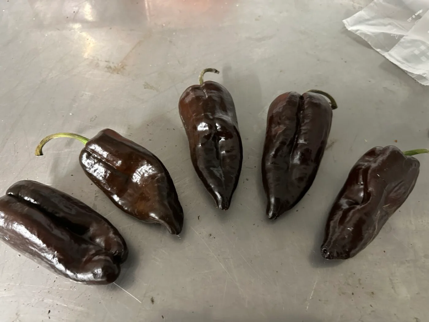 Poblano Chocolate - C. annuum