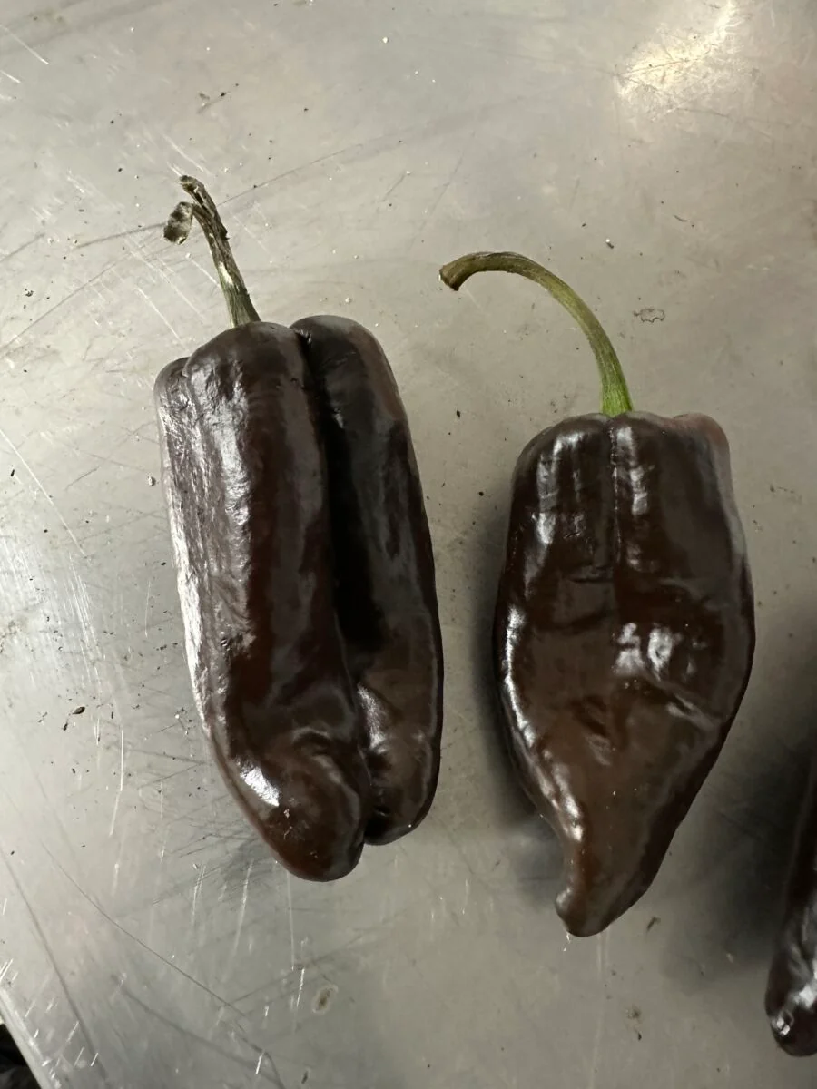 Poblano Chocolate - C. annuum - Image 2