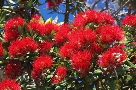 Pohutukawa - Metrosideros excelsa