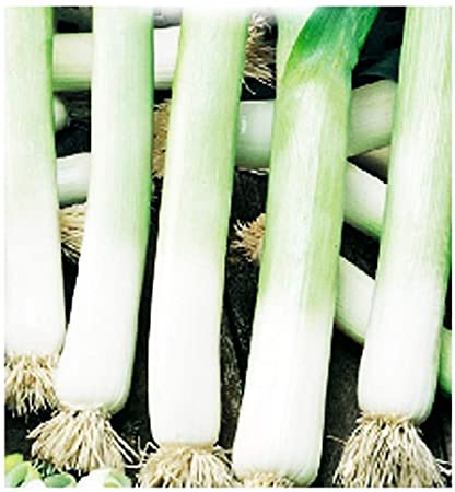 Miniaturebillede 1