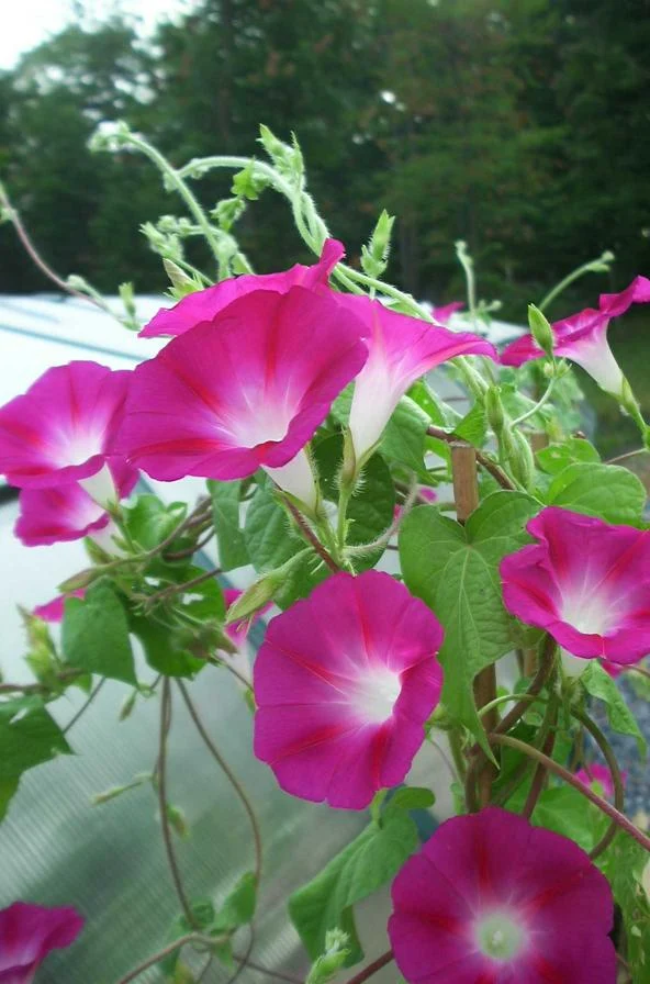 Pragt Snerle - 'Crimson Rambler' - Ipomoea tricolor