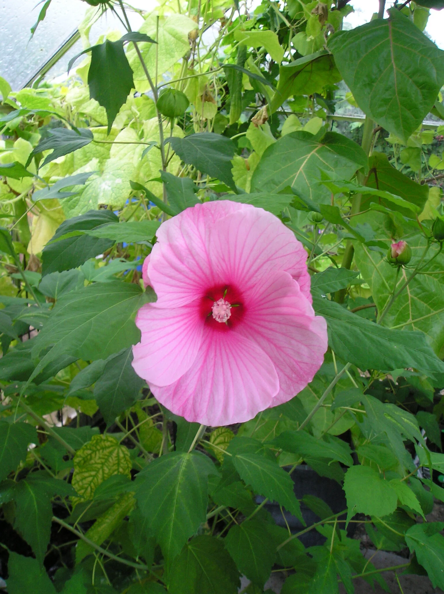 Pragthibiscus / Rød Syrisk Rose - Hibiscus moscheutos