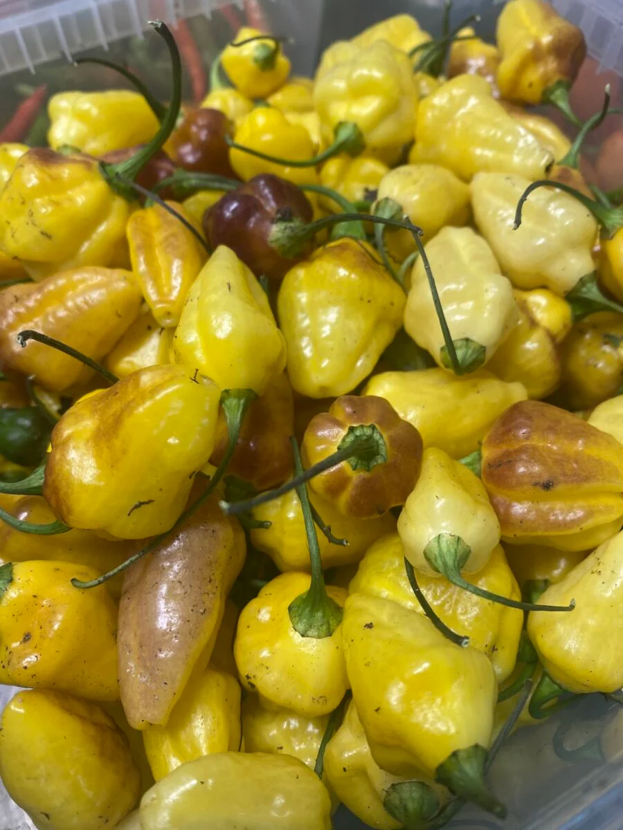Rimmerhus Purple Lemon - C. chinense -friske frugter
