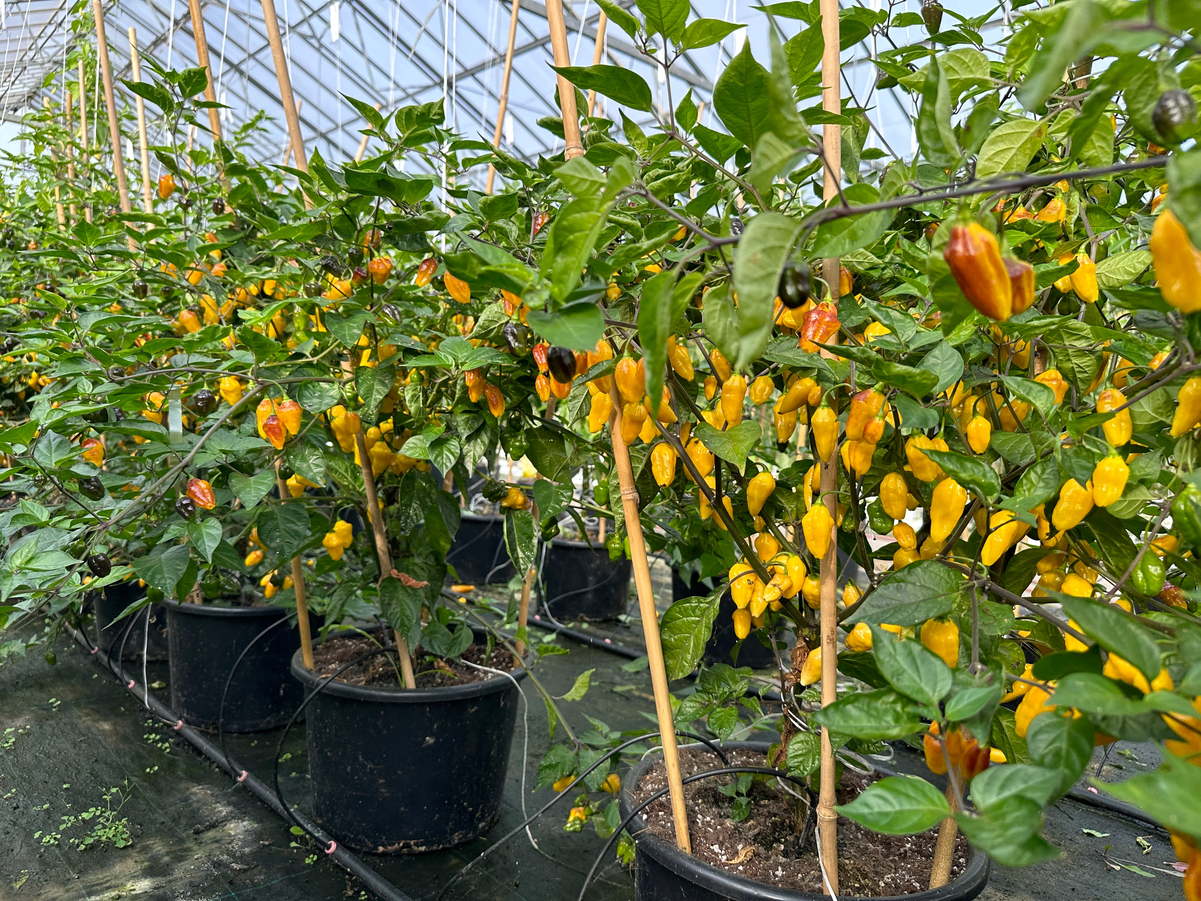 Rimmerhus Purple Lemon - C. chinense -friske frugter - Image 4