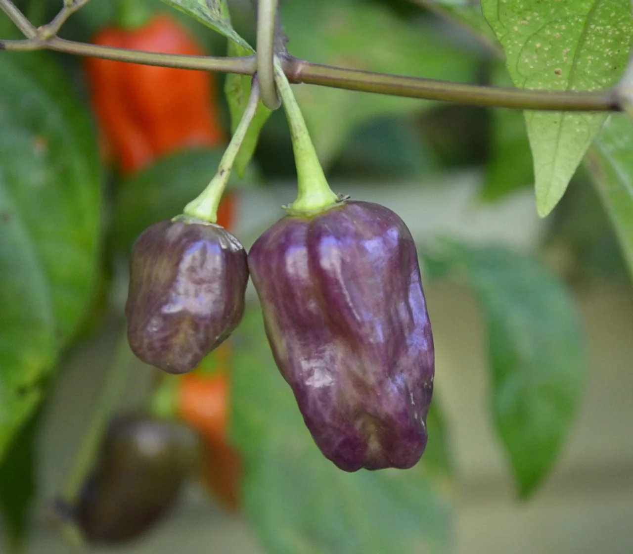 Purple Naga Viper - C.Chinense