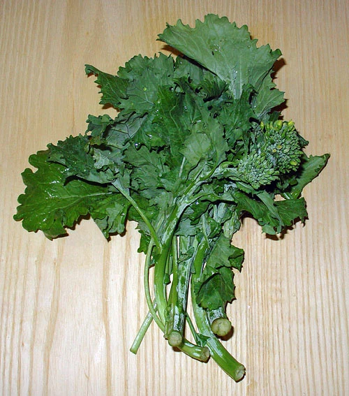 Rapini - Fall Raab - Brassica oleracea Broccoli