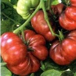 Red Calabash Tomat