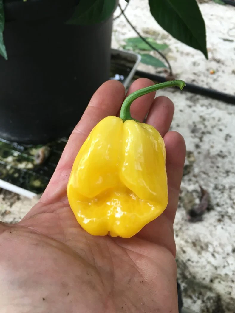 Rimmerhus Big Yellow - 100 gram