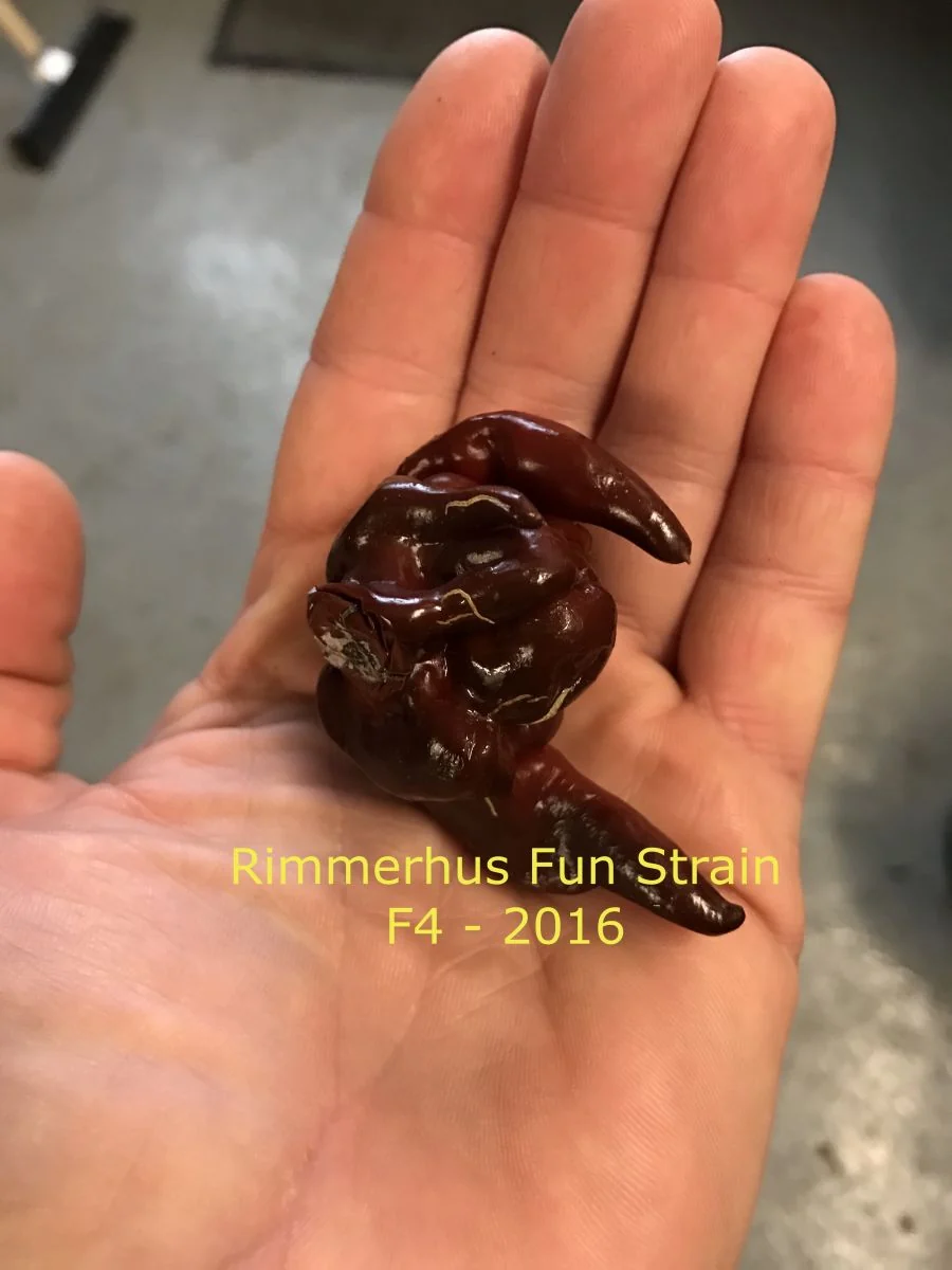 Rimmerhus Fun Strain F6 - C. chinense - Image 5