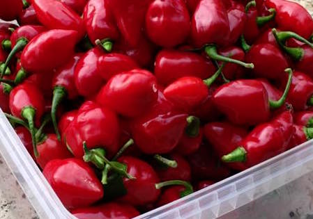 Rimmerhus Petite Rouge - Plante