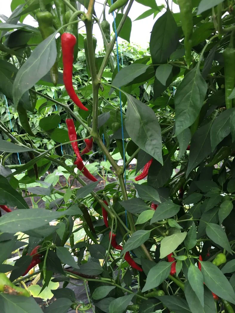 Ring of Fire - C. annuum - Image 2