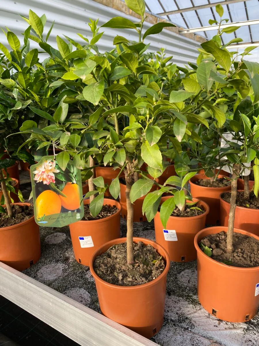 Rød Citron - Citrus limone rosso - Plante - Image 5