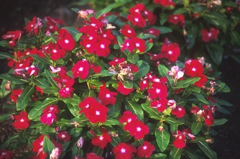 Rosen Singrøn - Vinca Rosea - 'Cranberry'