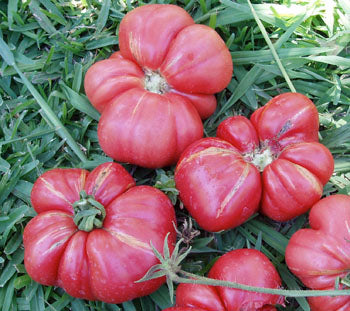 Russian Rose - Tomat