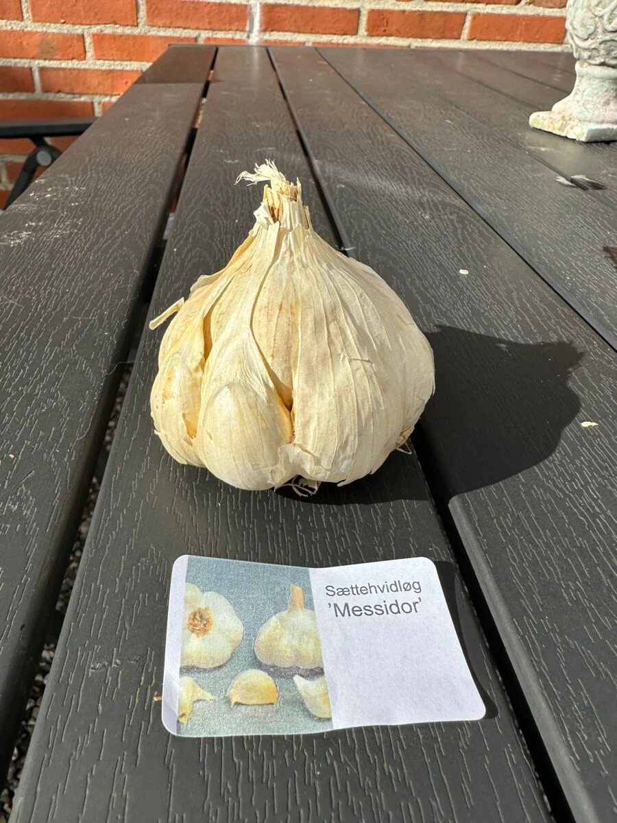 Sættehvidløg - Messidor