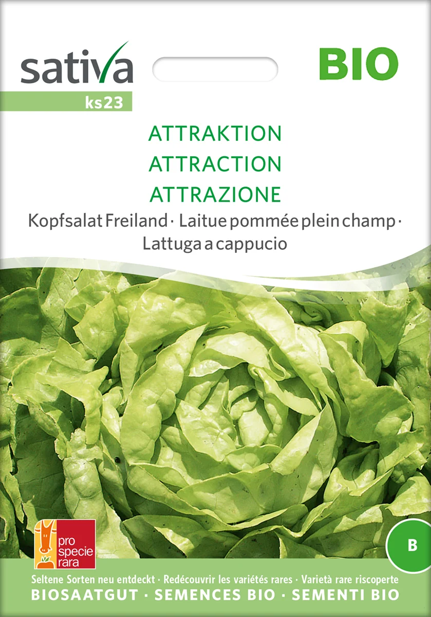 Salat - Attraction - ØKO
