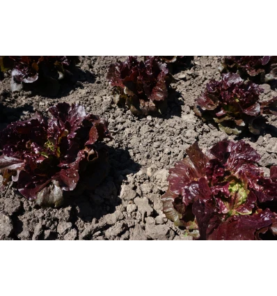 Salat - Florinred - Image 3