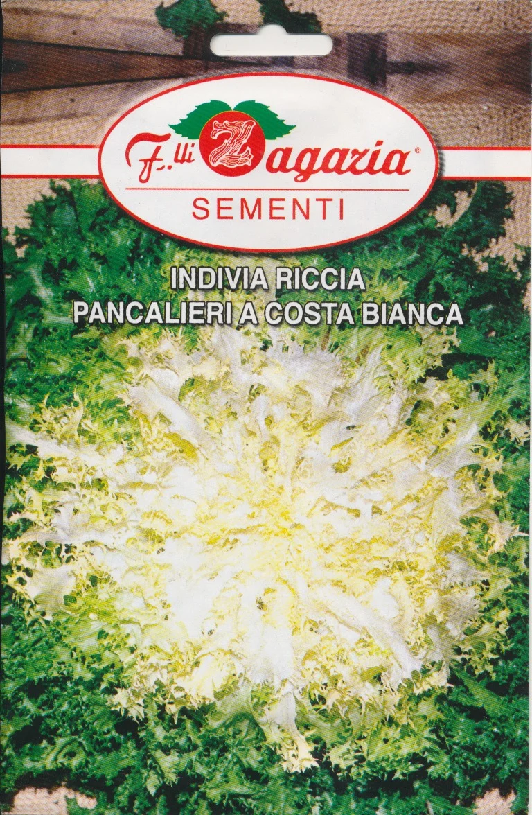 Salat, Kruset Endivie - Pancalieri a Costa Bianca