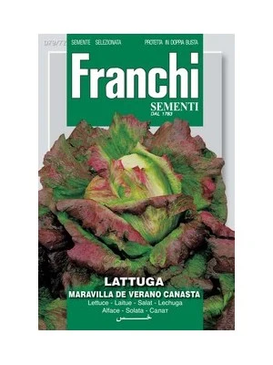 Salat - Maravilla de Verano canasta