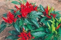 Salmon - C. annuum