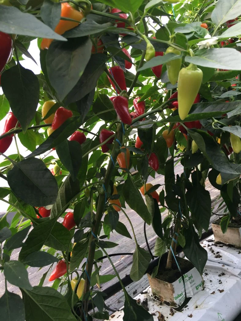 Santa Fe Grande - chili - 100 gram - Image 3