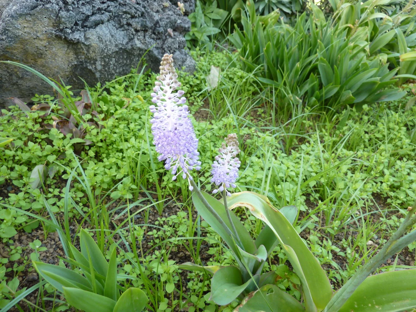 Scilla madeirensis - Plante