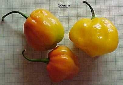 Miniaturebillede 1