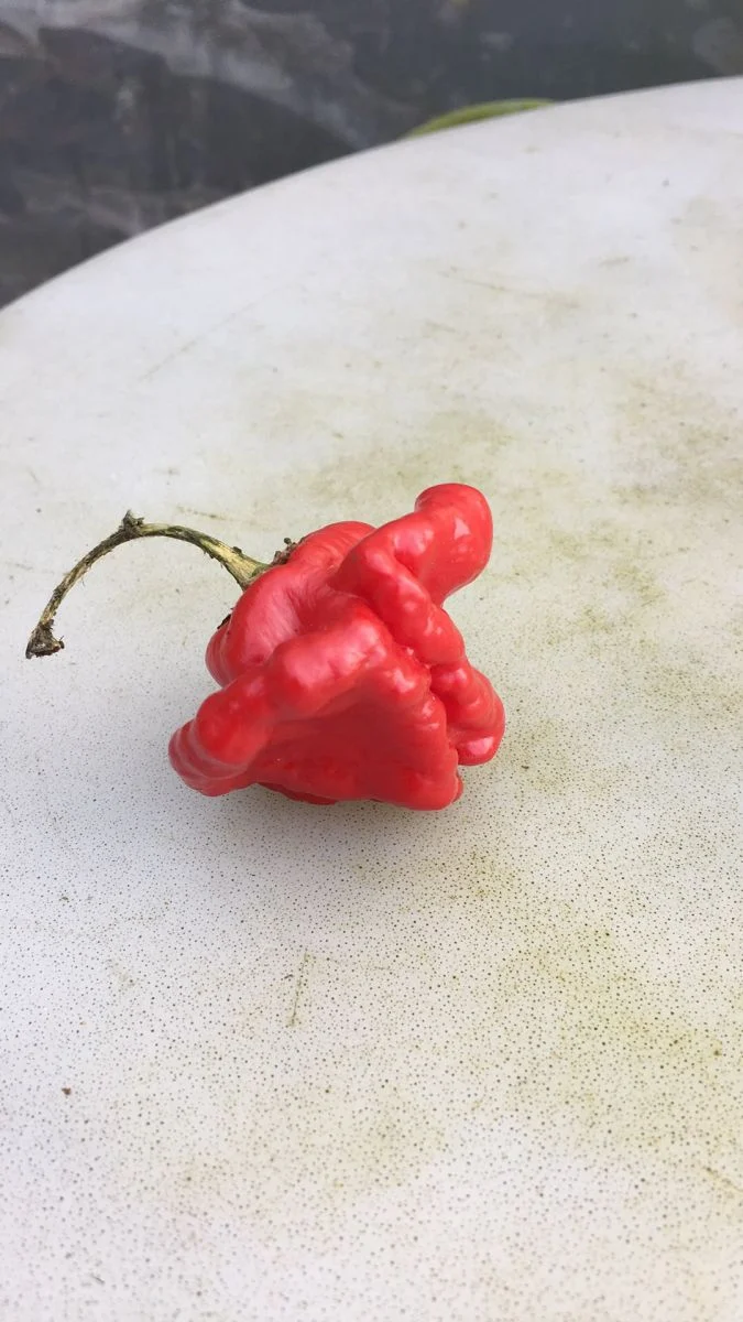 Scotch Bonnet Red - Chilli - Image 3