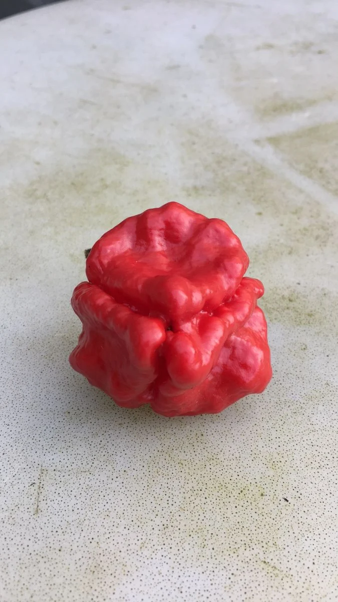 Scotch Bonnet Red - Chilli - Image 4
