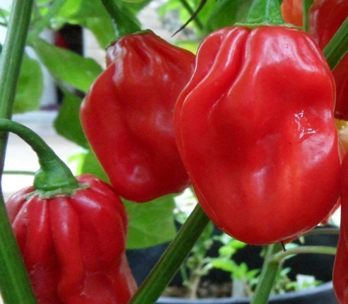 Senegal Red Habanero - C.chinense