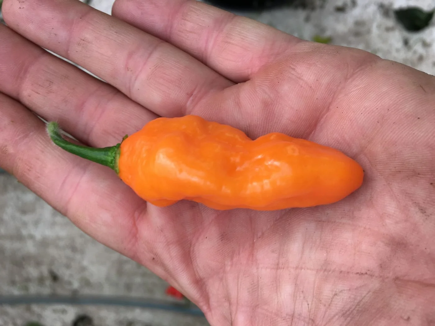 Miniaturebillede 1