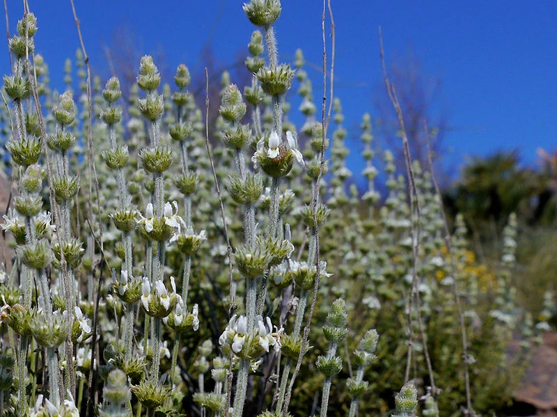 Græsk The - Sideritis scardica