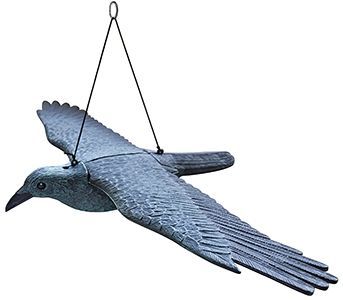 Skræmmer Flyvende rovfugl - Image 3