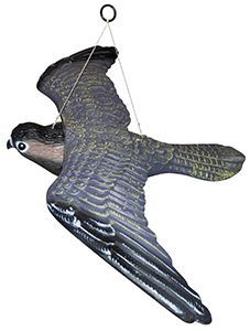 Skræmmer Flyvende rovfugl - Image 4