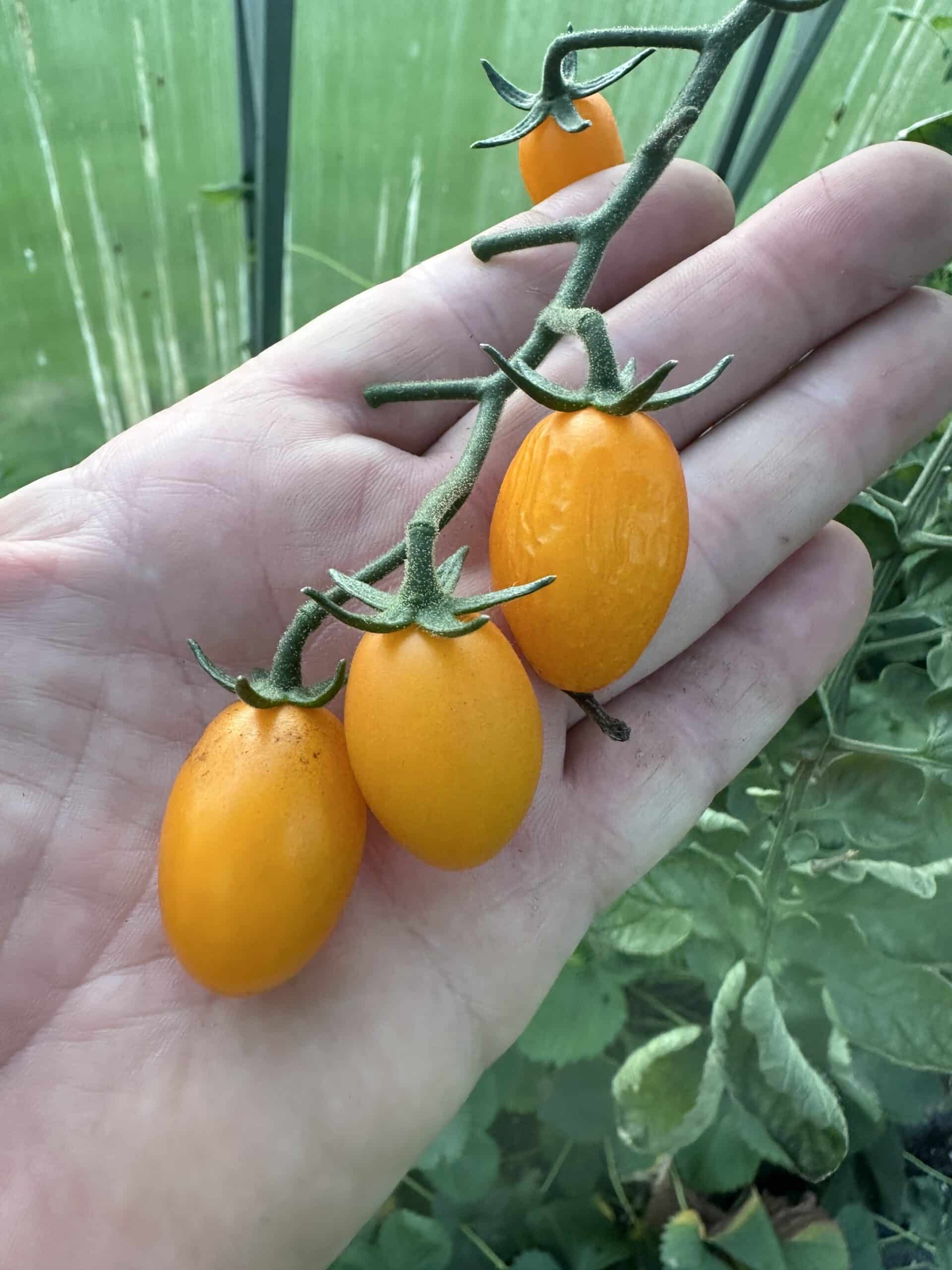 Snacktomat - Rimmerhus Orange Passion F1