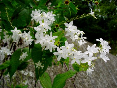 Snow Creeper - Porana racemosa Convolvulaceae