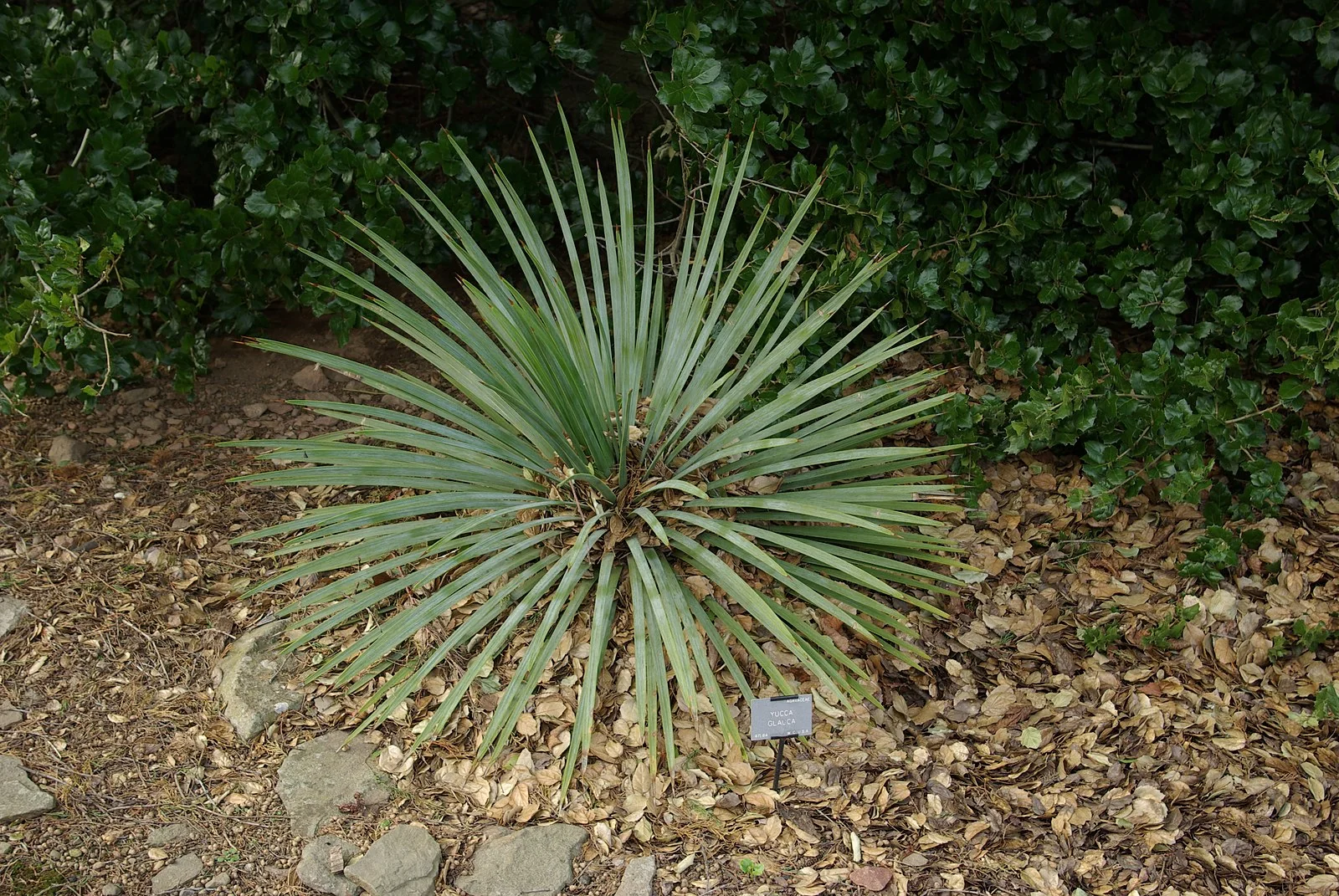 Soapweed - Yucca Glauca