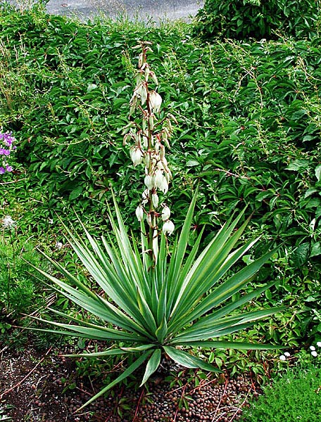 Soapweed - Yucca Glauca - Image 2