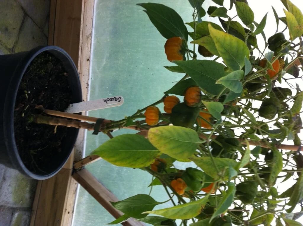 Squash – C. chinense