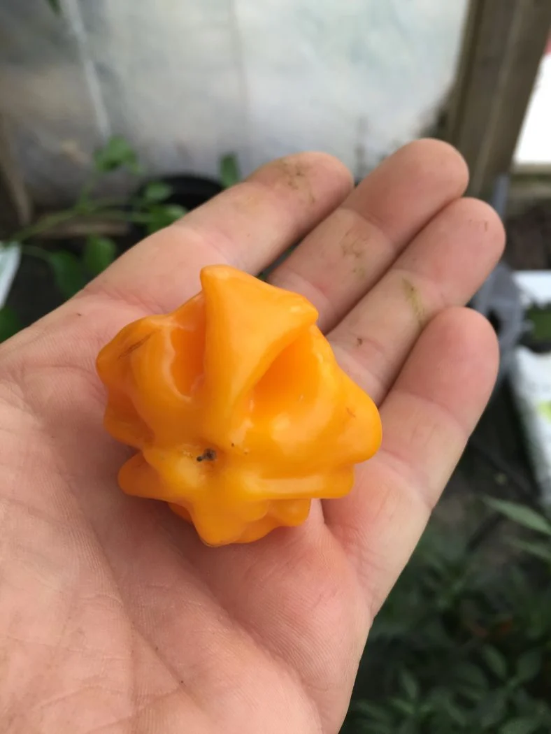 Starfish Yellow - plante