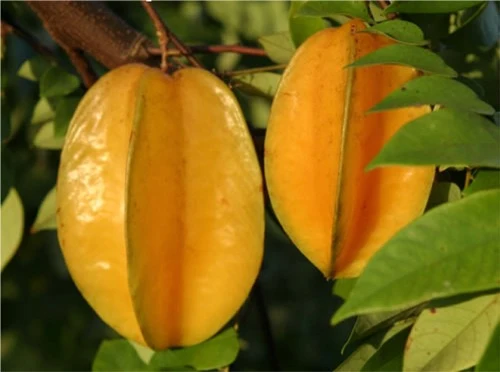 Stjernefrugt eller Carambole - Averrhoa carambola