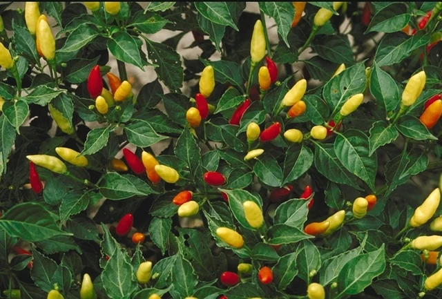 Miniaturebillede 1