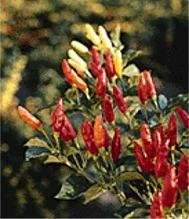 Tabasco - Plante