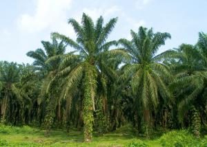 Takil Hørpalme - Trachycarpus takil - Image 2