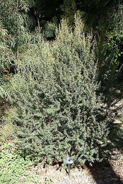 Te Træ - Leptospermum grandiflorum