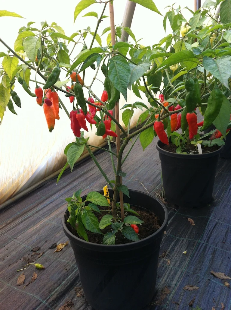 Teapot Red - C. chinense
