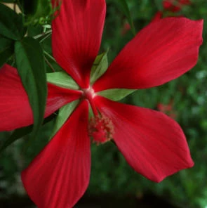 Texas red Lonestar Hibiscus - Hibiscus coccineus