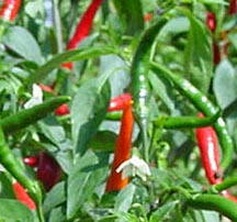Thai Hot - C. annuum